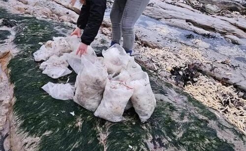 Los voluntarios colaboraron en las labores de limpieza