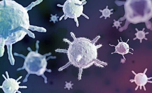 Las autoridades indias han activado una alerta nacional por la expansión del virus Nipah