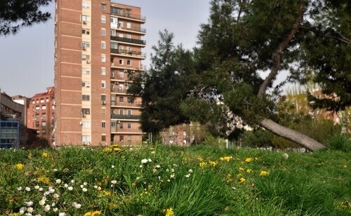El hallazgo del cuerpo se produjo en una zona arbolada de Madrid Río