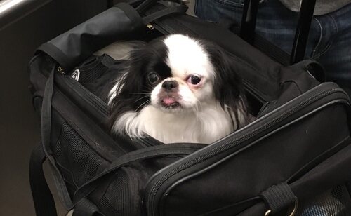 La UE modifica la normativa para el tránsito de mascotas