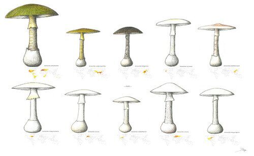 Grupo Amanita phalloides (comparación de especies a escala y con distribución geográfica).