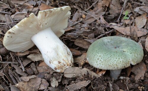 Russula virescens.