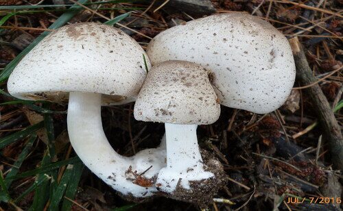 Agaricus.