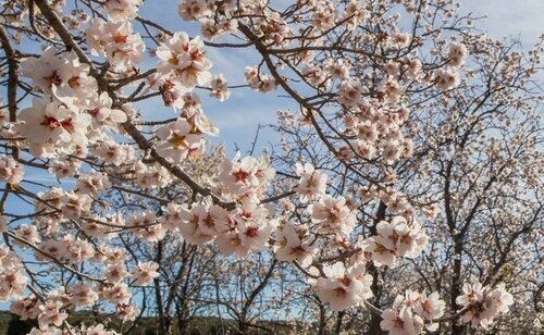 La floración de los almendros es uno de los momentos más esperados en época de frío