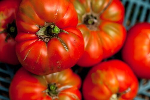 El estudio determina que los tomates sienten y padecen