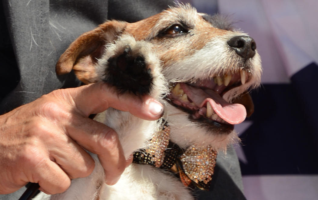 RIP Uggie, el perrito de \'the Artist\'