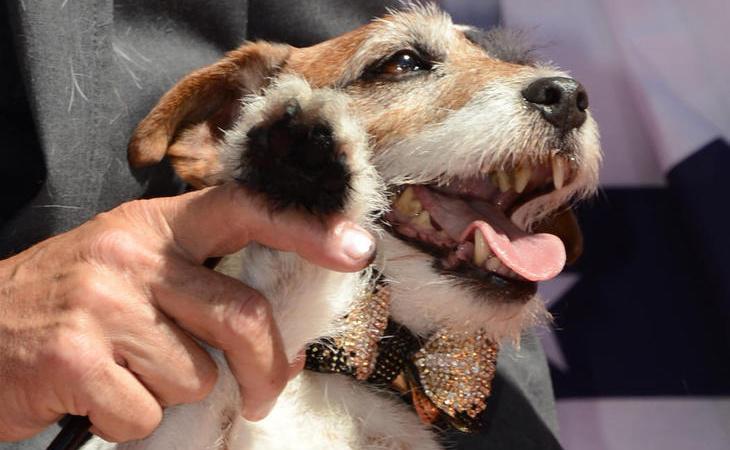 RIP Uggie, el perrito de \'the Artist\'