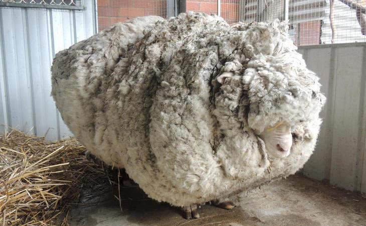 ¿Alguna vez te has preguntado qué pasaría si no se esquila a la ovejas?
