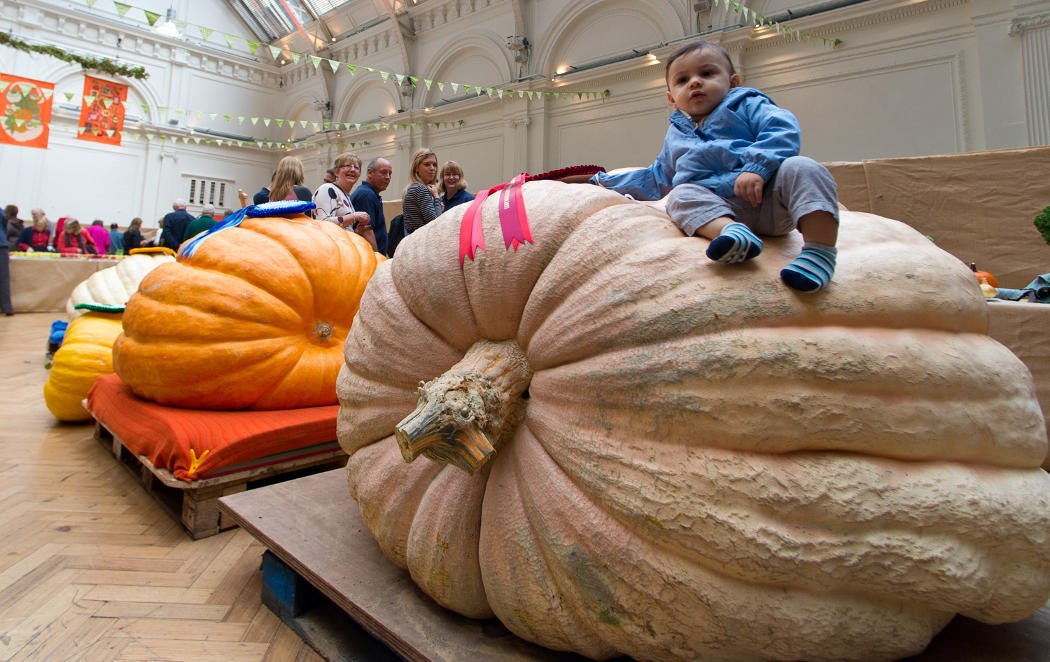 Cuando quieres enseñar el tamaño de la calabaza y usas al niño como referencia