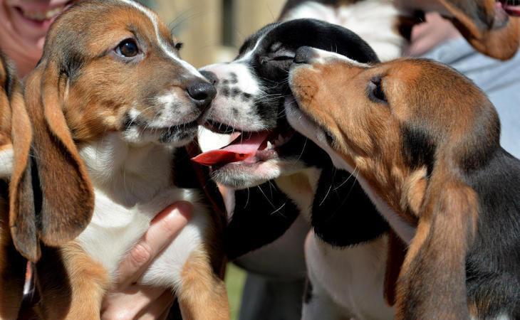 Los primeros perros nacidos gracias a la Fecundación in Vitro