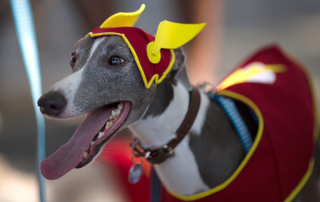 El Flash perruno disfruta del carnaval de Río de Janeiro