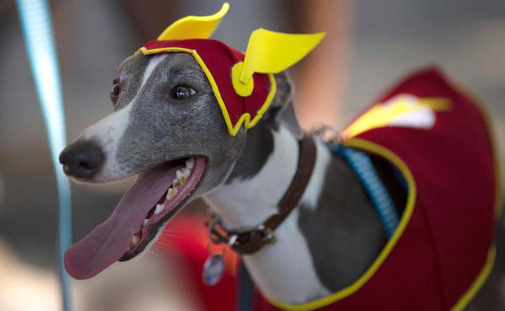 El Flash perruno disfruta del carnaval de Río de Janeiro