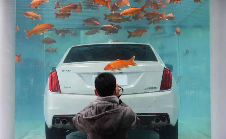 ¿Dónde encontrarías un coche metido en una pecera?