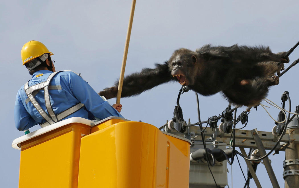 ChaCha, el chimpancé que escapó del zoo y les hizo la de King Kong