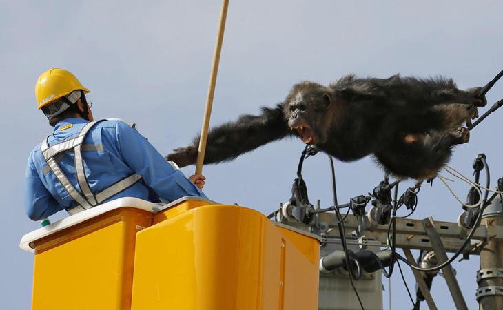 ChaCha, el chimpancé que escapó del zoo y les hizo la de King Kong