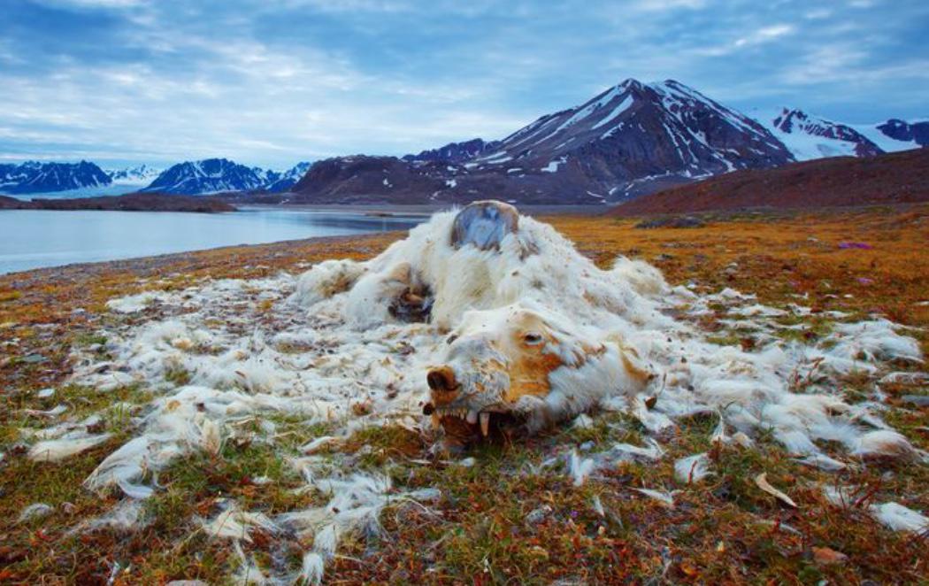 National Geographic elige a los mejores fotógrafos de naturaleza del año