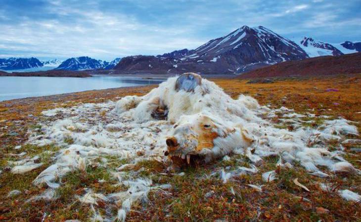 National Geographic elige a los mejores fotógrafos de naturaleza del año