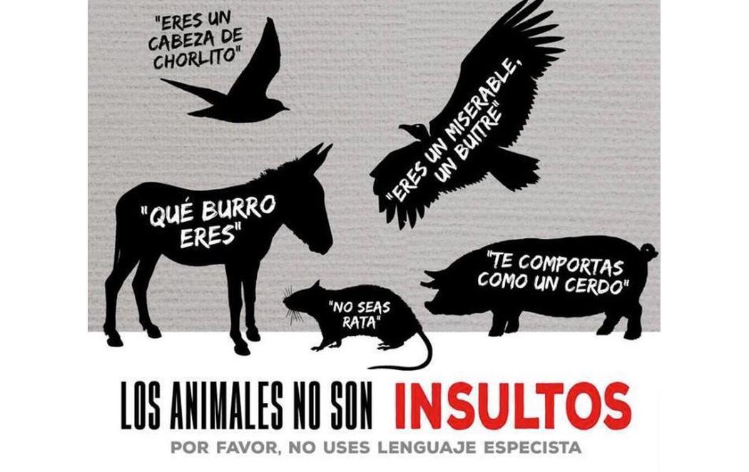 Prohibido insultar a los animales: ellos también se ofenden