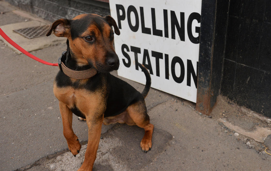 Los británicos votan, las mascotas esperan fuera