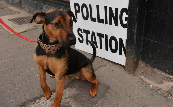 Los británicos votan, las mascotas esperan fuera