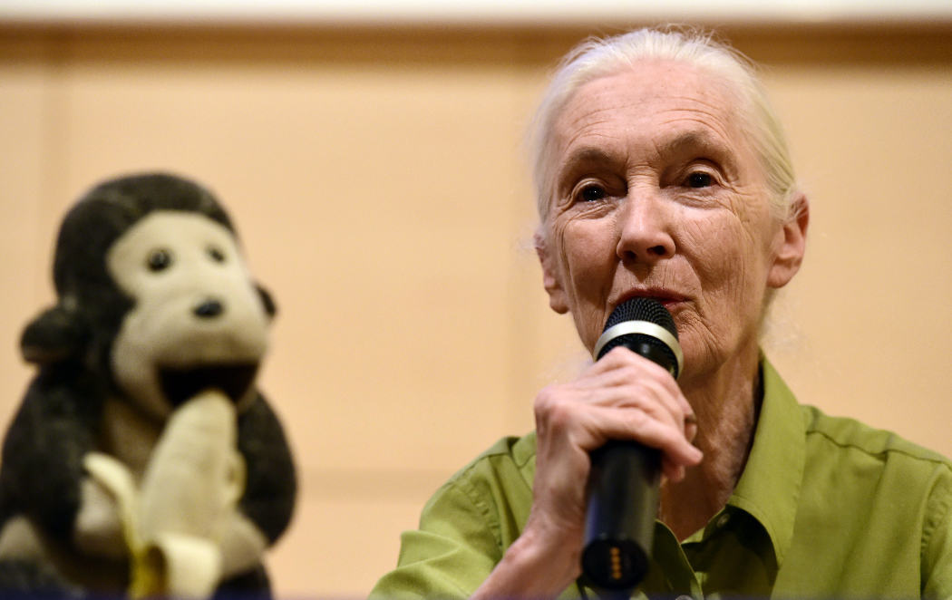 Jane Goodall visita Madrid, pero no dejo de mirar al mono de detrás