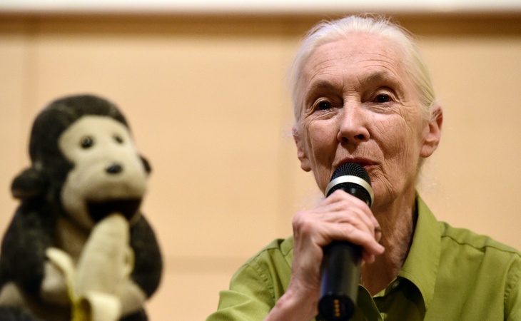 Jane Goodall visita Madrid, pero no dejo de mirar al mono de detrás