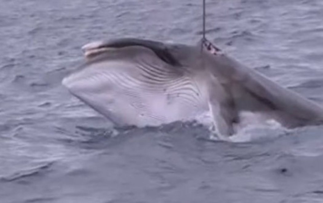 Japón caza 333 ballenas para "fines científicos" pese a la prohibición
