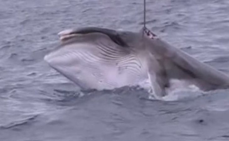 Japón caza 333 ballenas para "fines científicos" pese a la prohibición