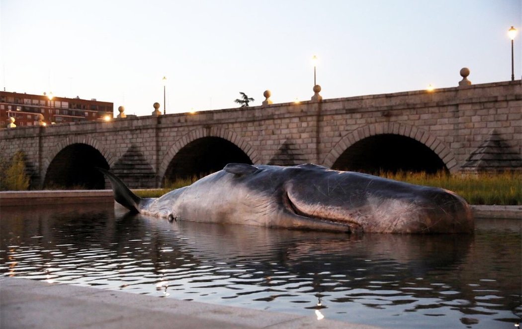 El Ayuntamiento de Madrid posa una ballena en el Manzanares para visibilizar el cambio climático