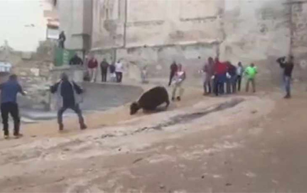 Gritos y gemidos de dolor de una vaquilla al intentar huir de un festejo en Cuenca