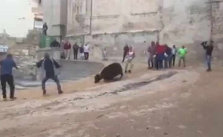 Gritos y gemidos de dolor de una vaquilla al intentar huir de un festejo en Cuenca