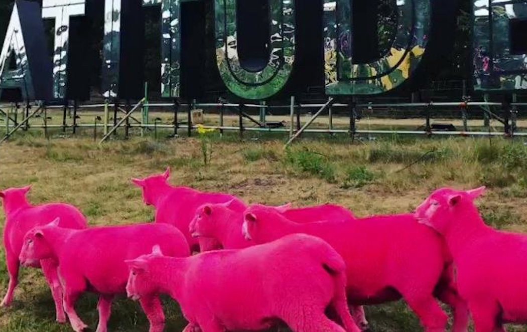 Acusan al Latitude Festival de maltrato animal por teñir ovejas para hacer promoción