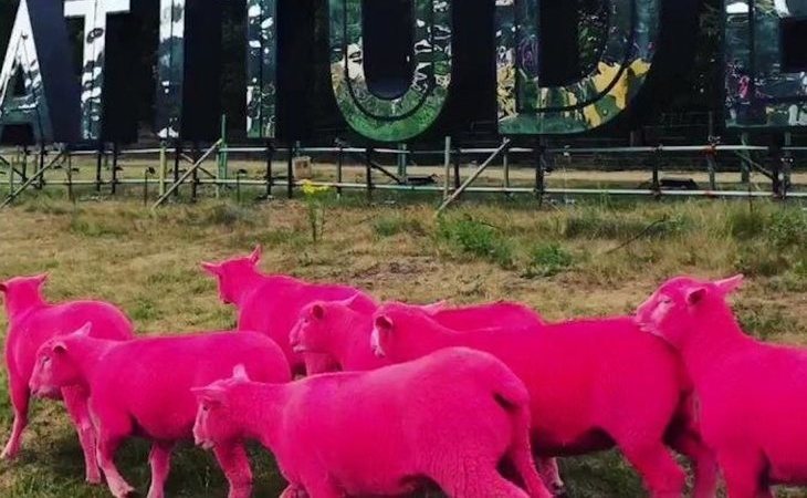 Acusan al Latitude Festival de maltrato animal por teñir ovejas para hacer promoción