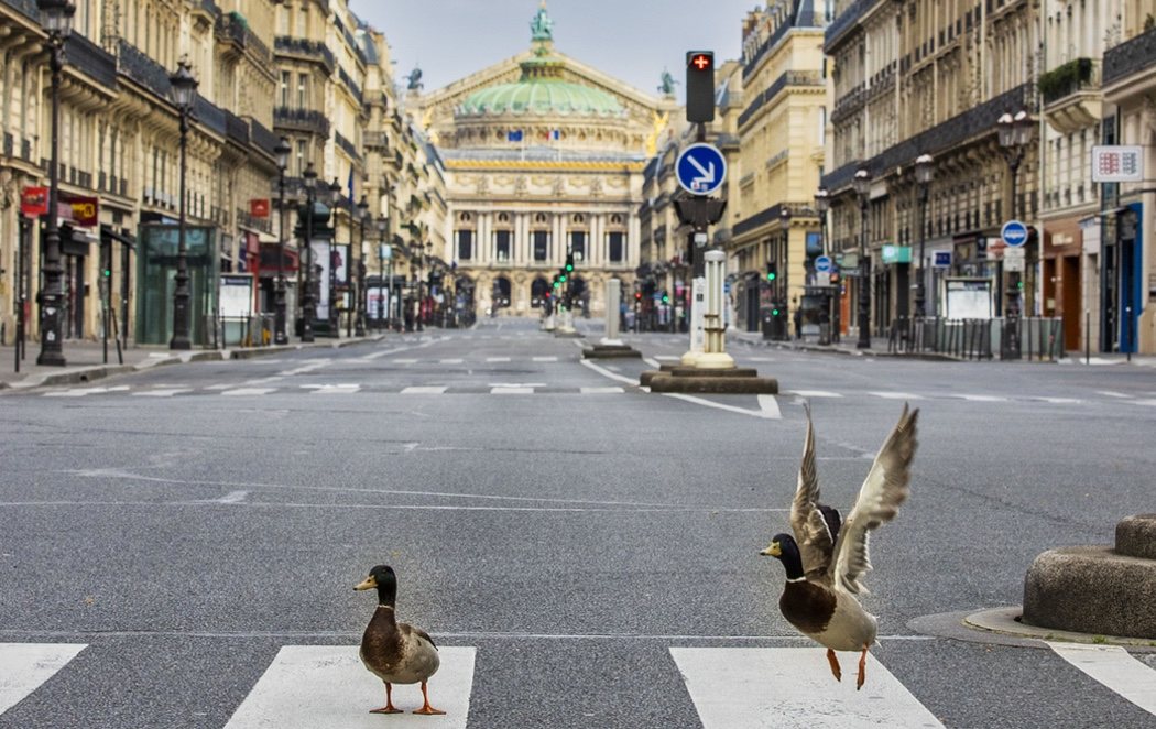 Los patos y las palomas toman el control de las calles vacías de París por la cuarentena