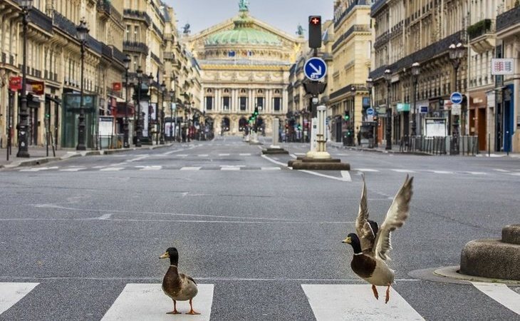 Los patos y las palomas toman el control de las calles vacías de París por la cuarentena