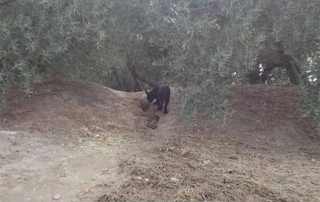 La pantera negra de Ventas de Huelma (Granada) es real: primera fotografía clara del animal