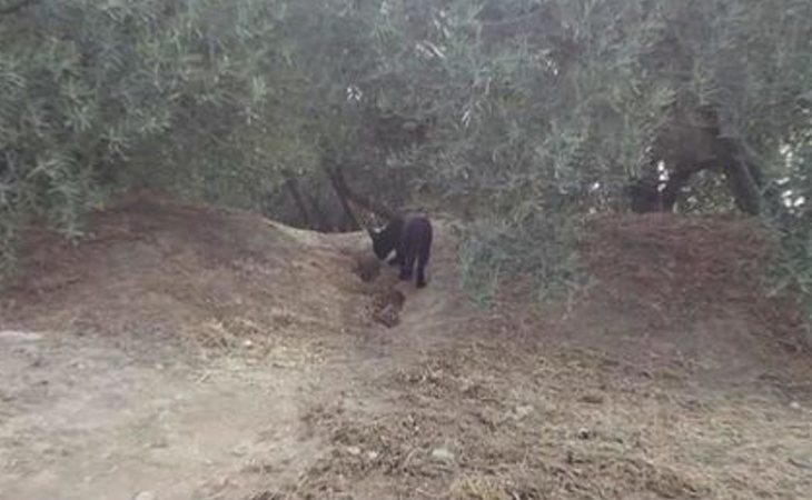 La pantera negra de Ventas de Huelma (Granada) es real: primera fotografía clara del animal