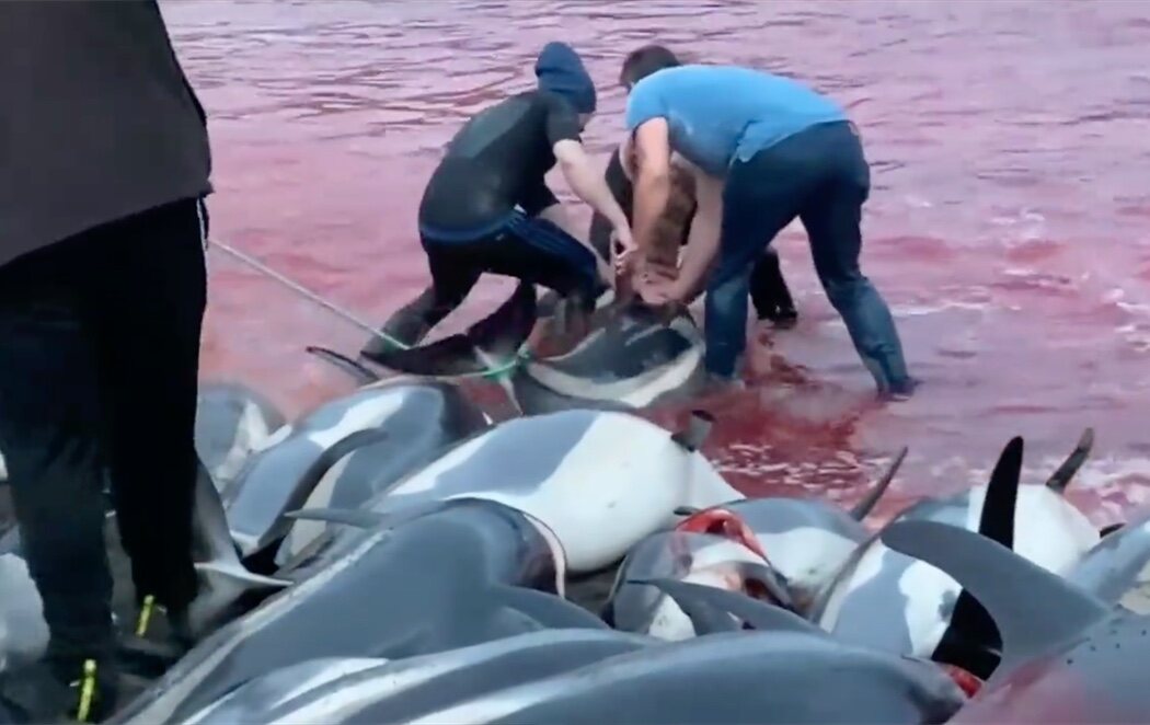 Indignación en las Islas Feroe por la matanza de más de 1.400 delfines en sus costas por una tradición