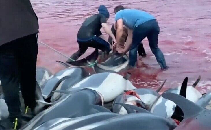 Indignación en las Islas Feroe por la matanza de más de 1.400 delfines en sus costas por una tradición