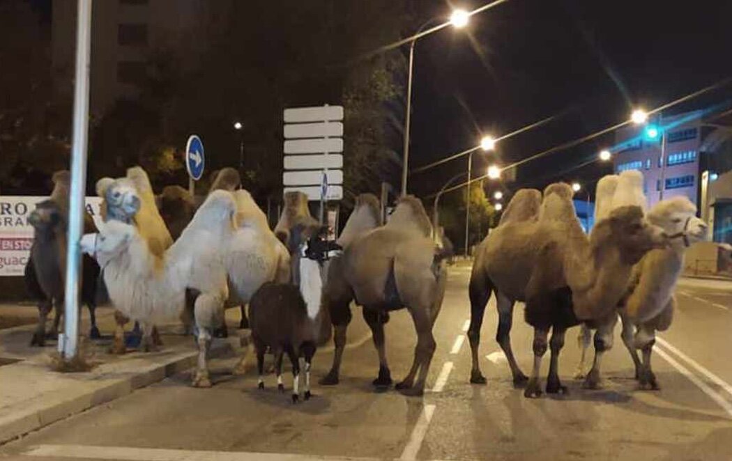 La Policía localiza a ocho camellos y una llama paseando por Madrid tras escaparse de un circo