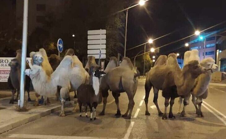 La Policía localiza a ocho camellos y una llama paseando por Madrid tras escaparse de un circo