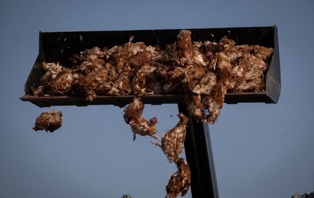 Greenpeace que denuncia el sacrificio de miles de aves en una macrogranja de Valladolid