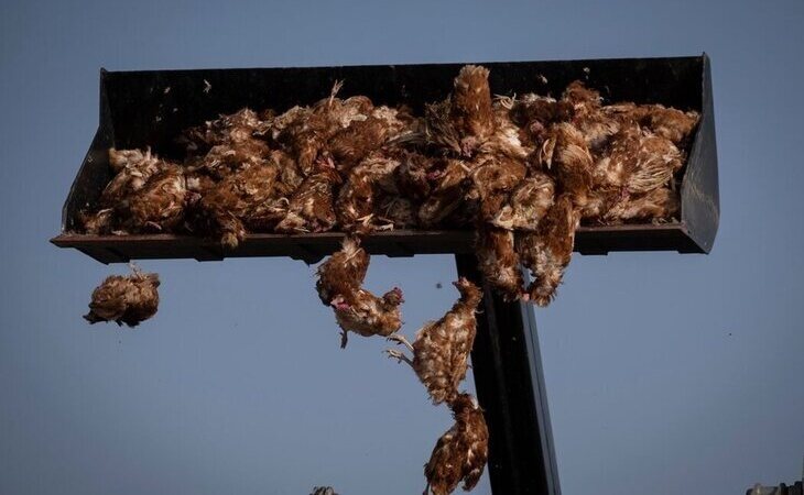 Greenpeace que denuncia el sacrificio de miles de aves en una macrogranja de Valladolid
