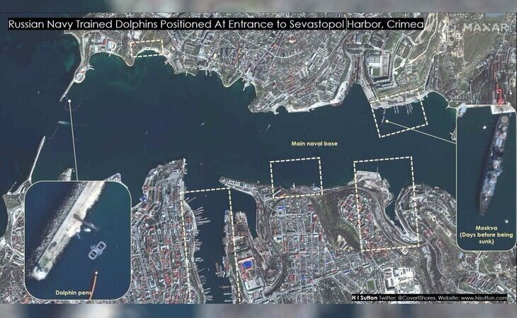 Rusia despliega delfines militares para proteger su base naval en el Mar Negro