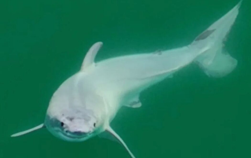 Capturan las primeras imágenes de un tiburón blanco recién nacido