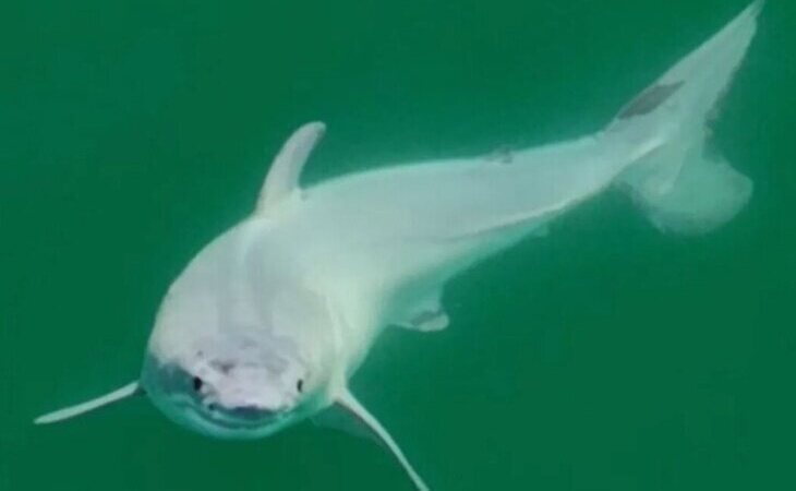 Capturan las primeras imágenes de un tiburón blanco recién nacido