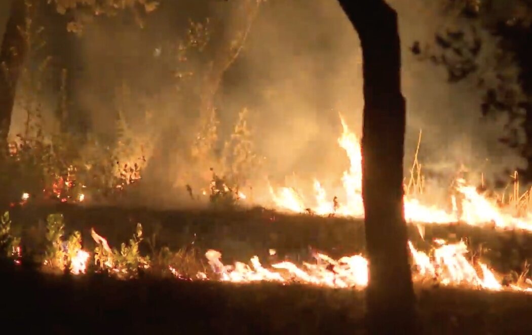 Un incendio en la Casa de Campo de Madrid afecta al bosque junto al Zoo: sospechan que fue intencionado