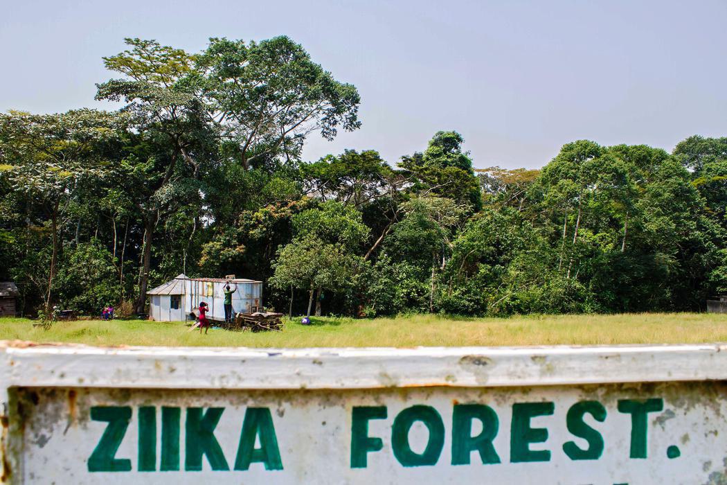 El bosque Zika