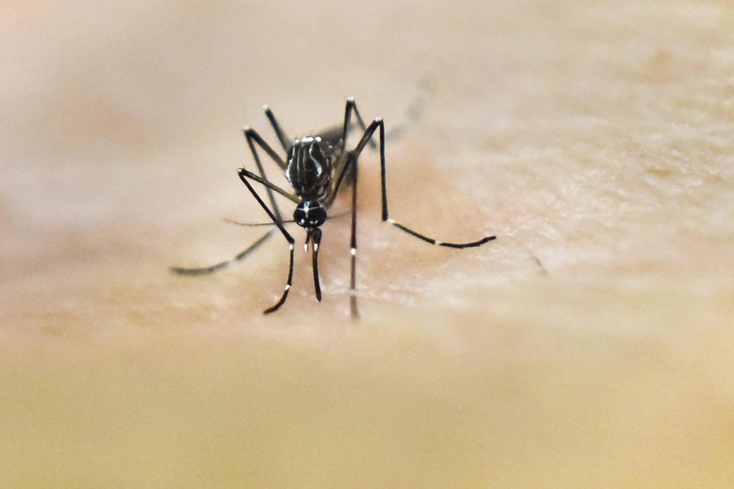 Aedes Aegypti picando a un humano