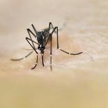 Aedes Aegypti picando a un humano